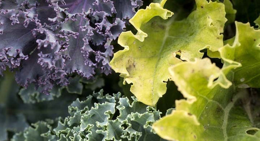 HAIL TO THE KALE: WHY THIS SUPERFOOD IS HERE TO STAY
